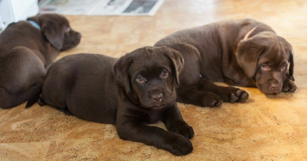 Bruna labradorvalpar som en dag kommer bli fantastiska sovpartners. Foto: Privat Hunden-Thella-Johnson-med-syskon-FOTO-PRIVAT
