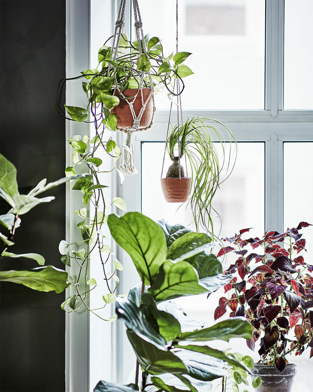amplar och krukor från ikeas kollektion botanisk