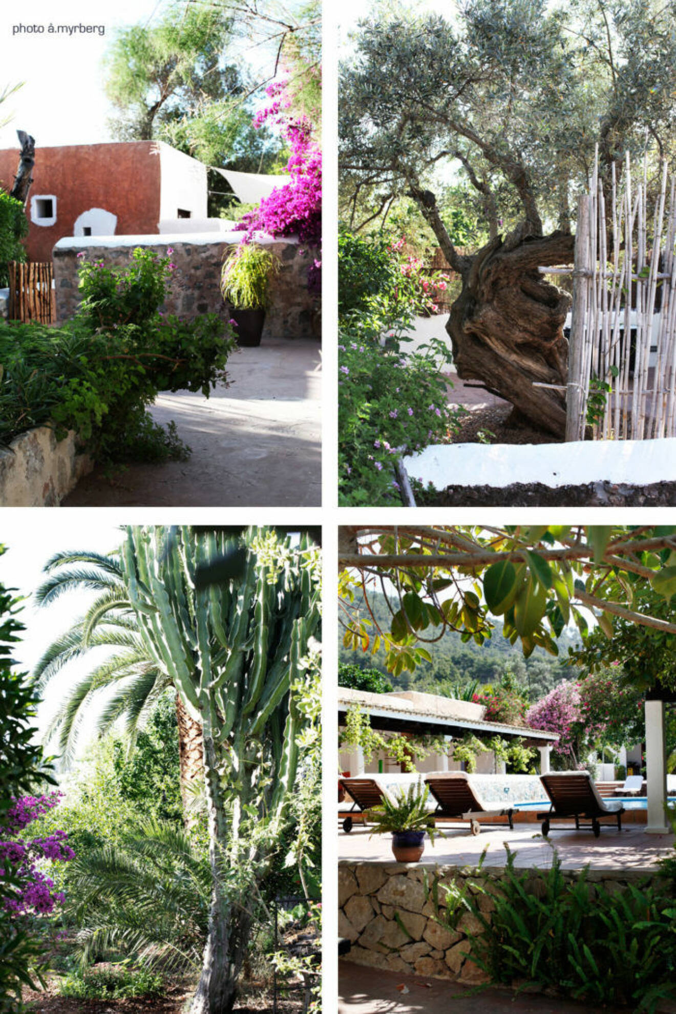 Vi vill åka till Ibiza och bo på Agroturismo Can Pere Sord efter att ha läst Åsa Myrbergs resetips. 