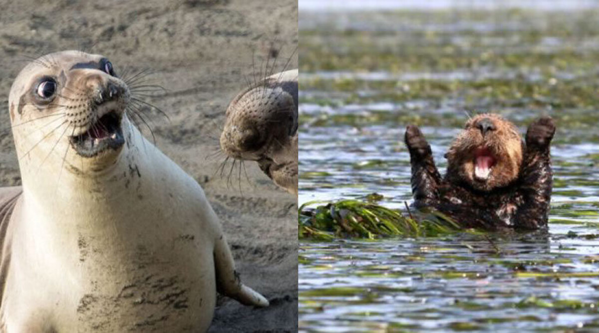 Årets roligaste djurbilder av Comedy Wildlife Photography Awards | Femina