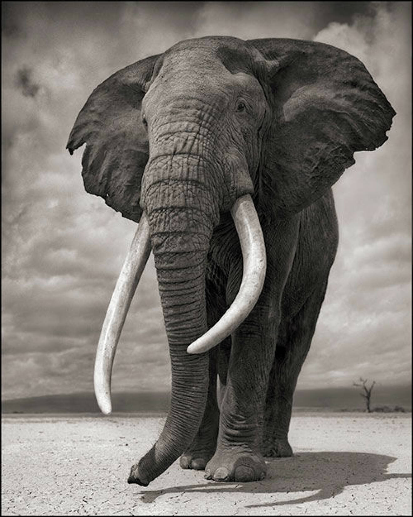 Elephant-on-Bare-Earth