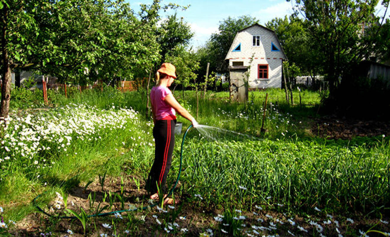 tjej som vattnar sin trädgård
