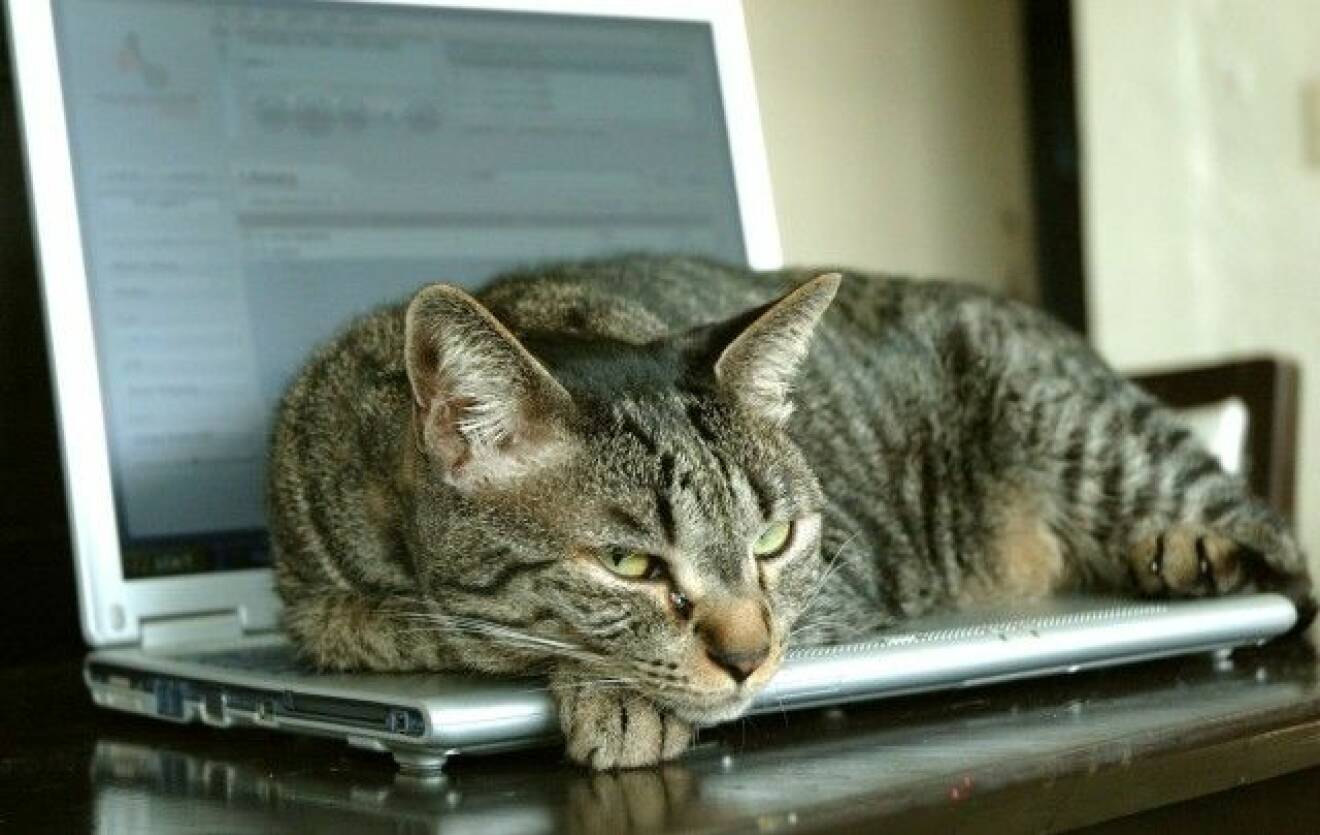 06. cat-laptop