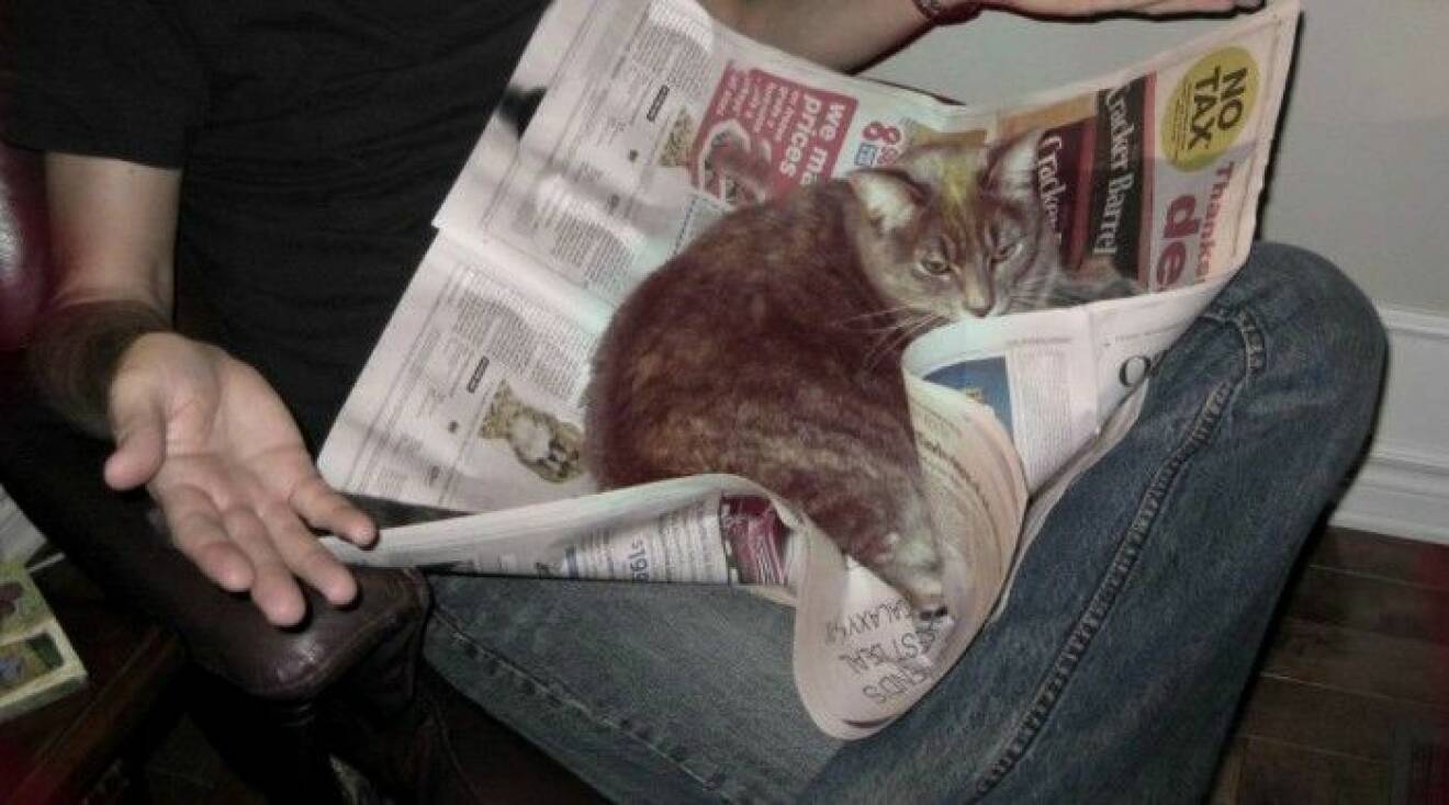 11. katt-tidning