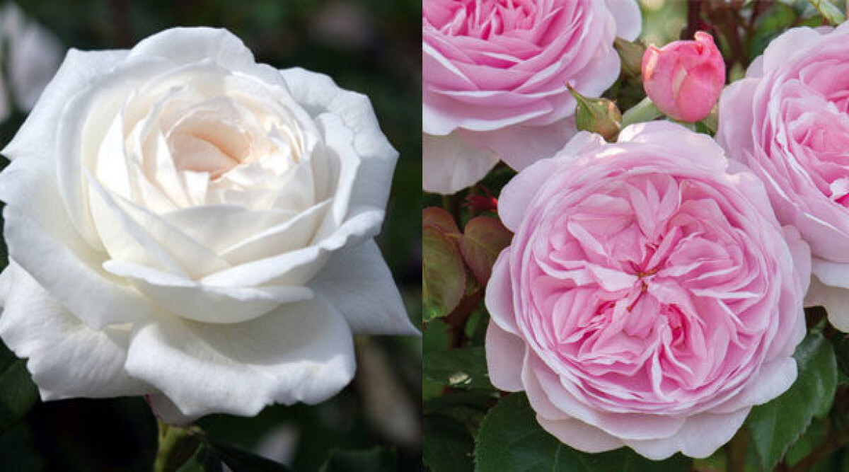 5 rosnyheter vi älskar 2016 | Femina