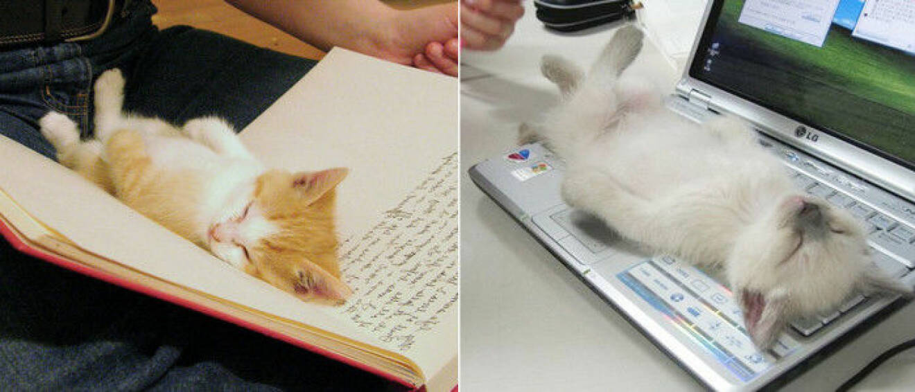 katt-bok-dator