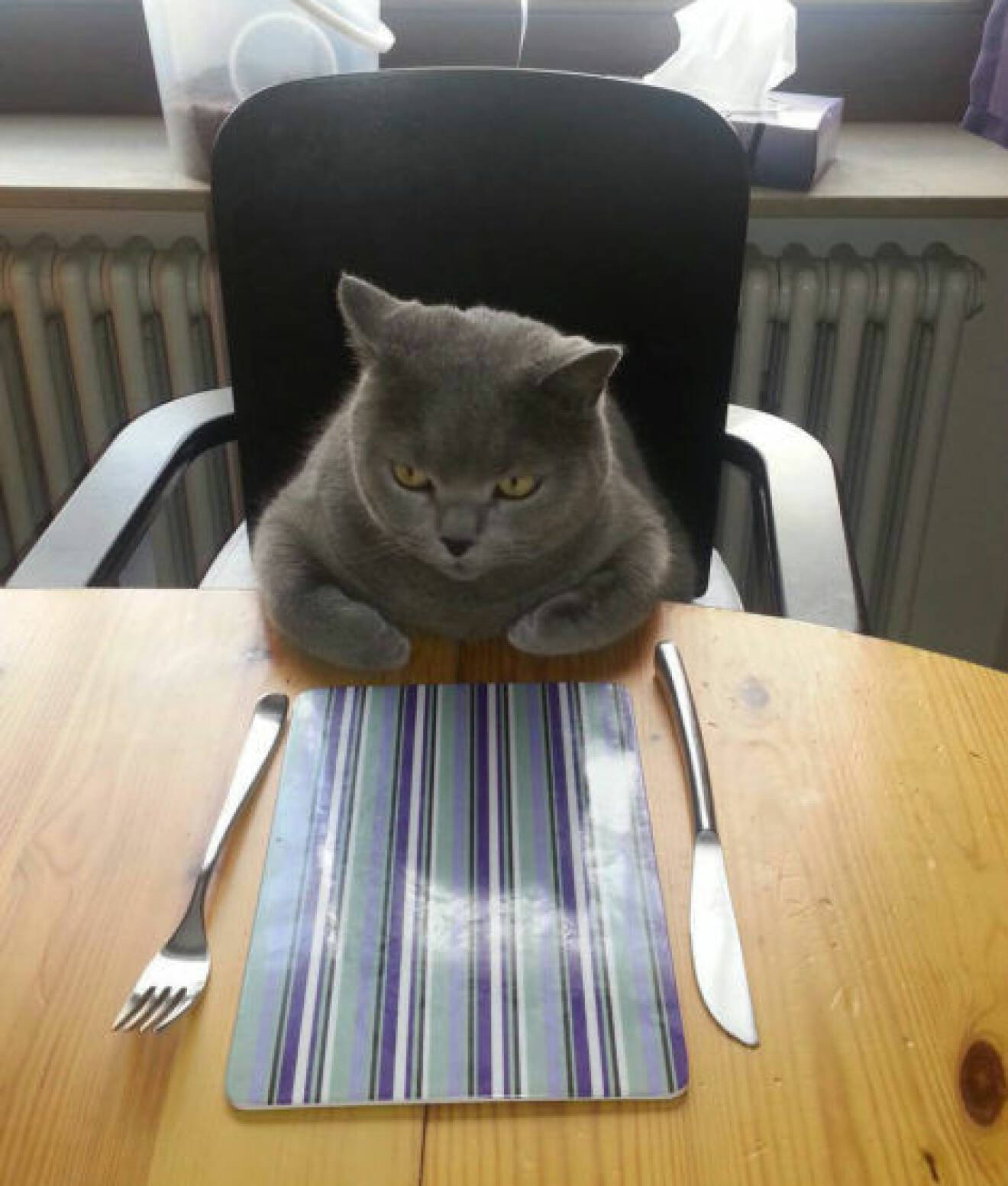 katt vantar pa middagen