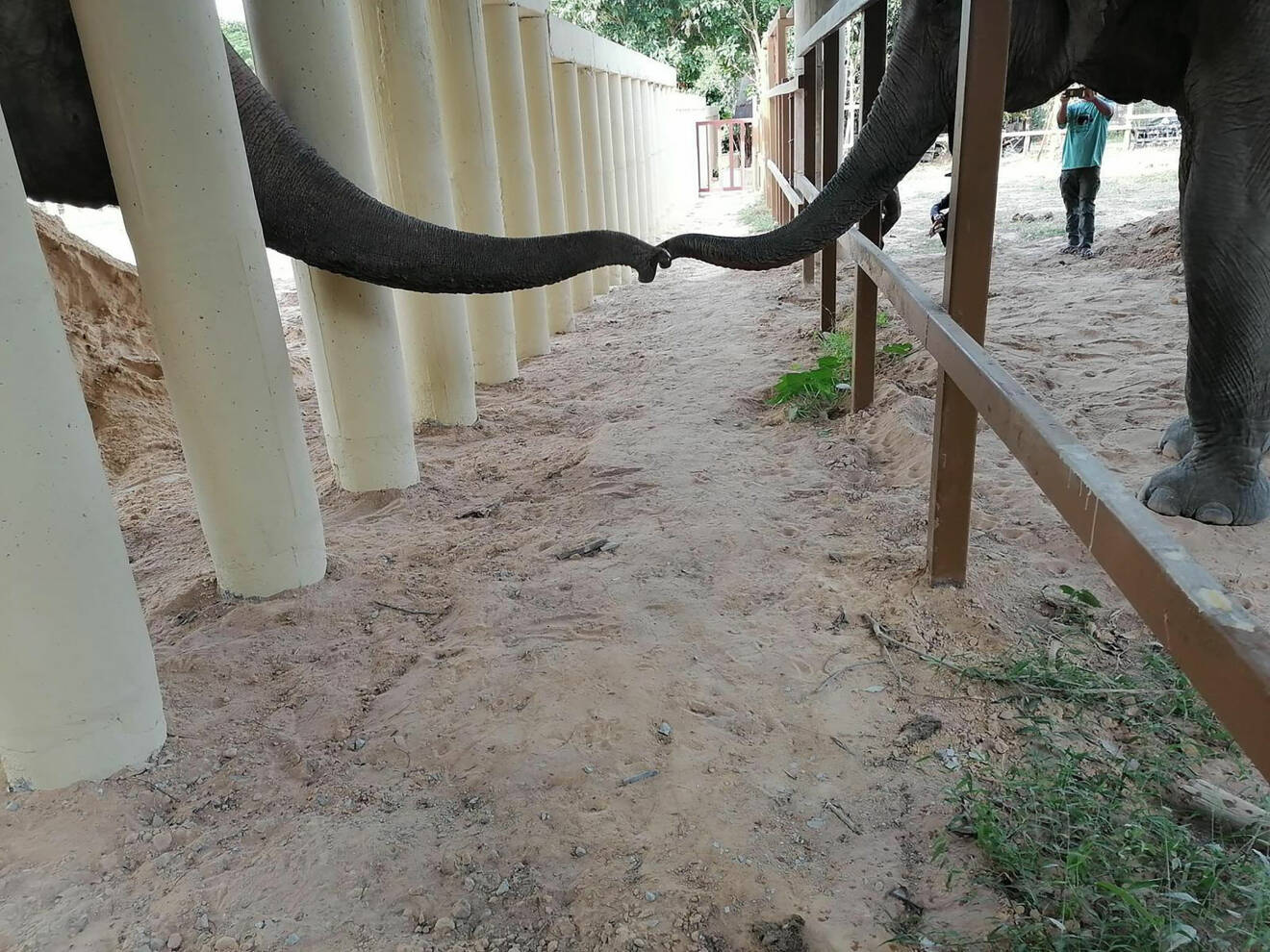 Världens ensammaste elefant Kaavan med ny vän i Kambodja