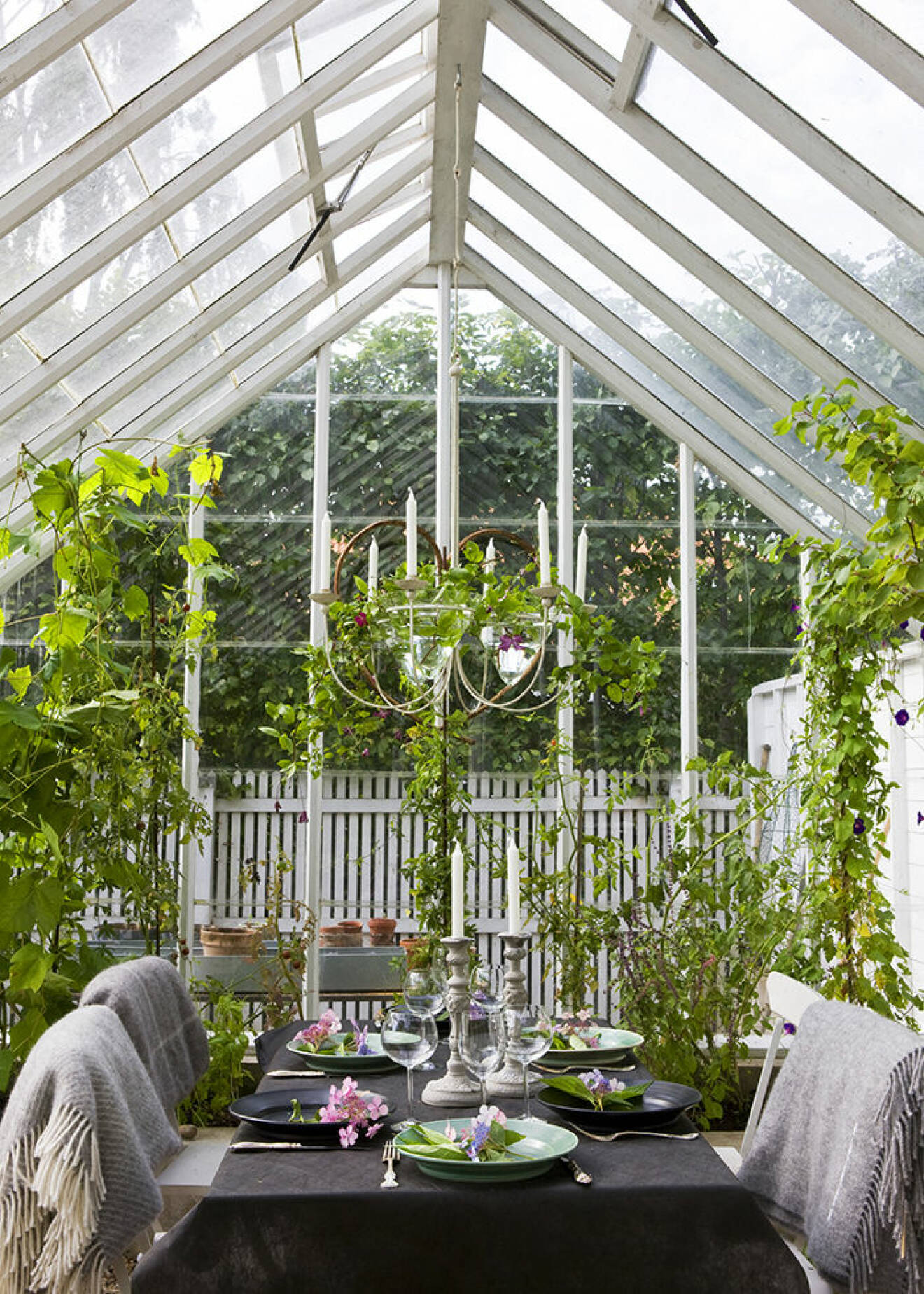 Rama in matplatsen i växthuset eller orangeriet med gröna växter.