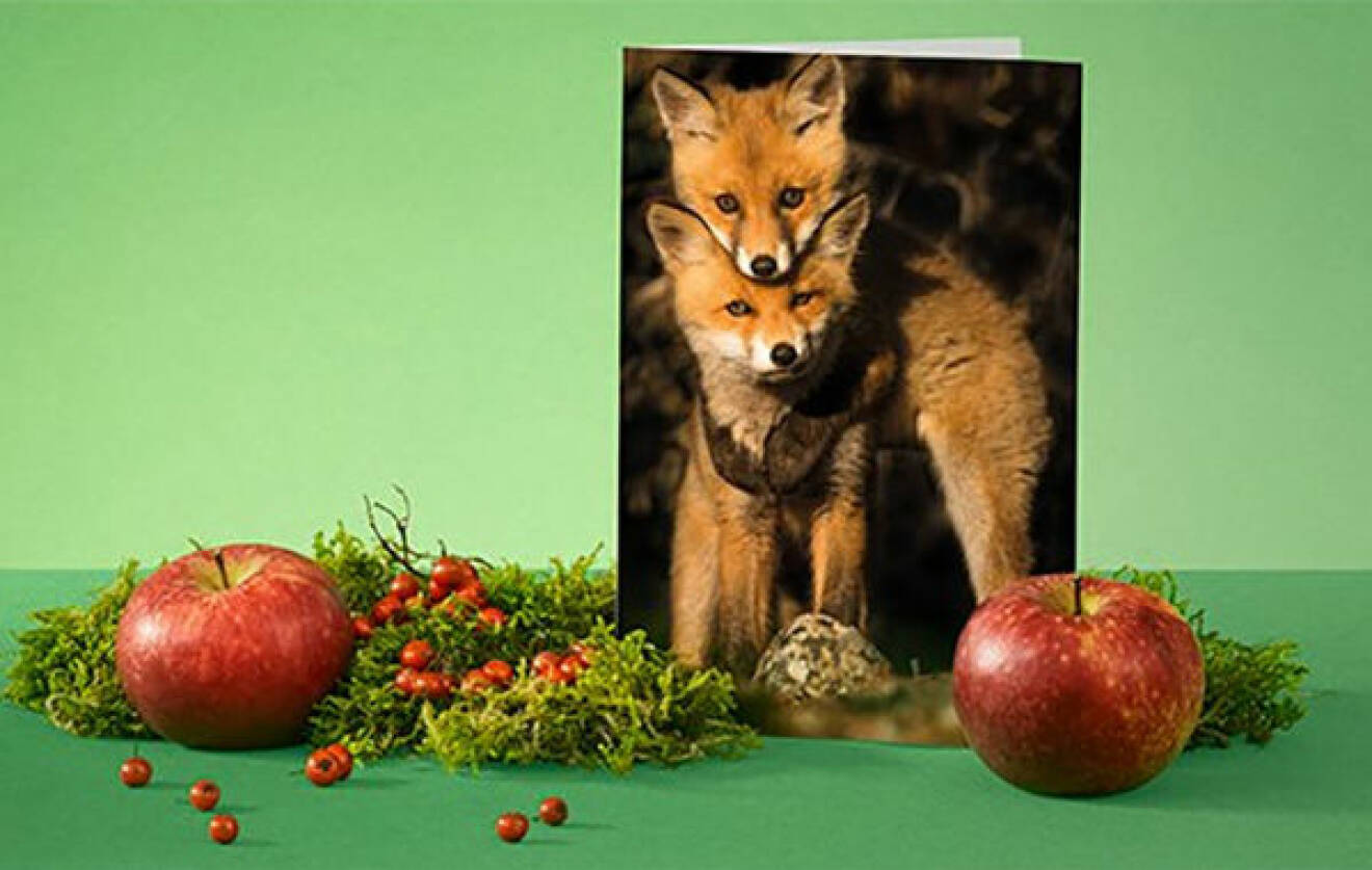 En bild på ett gåvokort från Naturskyddsföreningen, som hjälper att skydda svensk djur och natur.