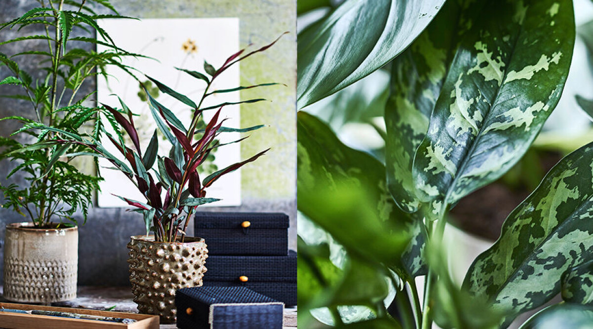 8 fantastiska växter som renar inomhusluften | Femina