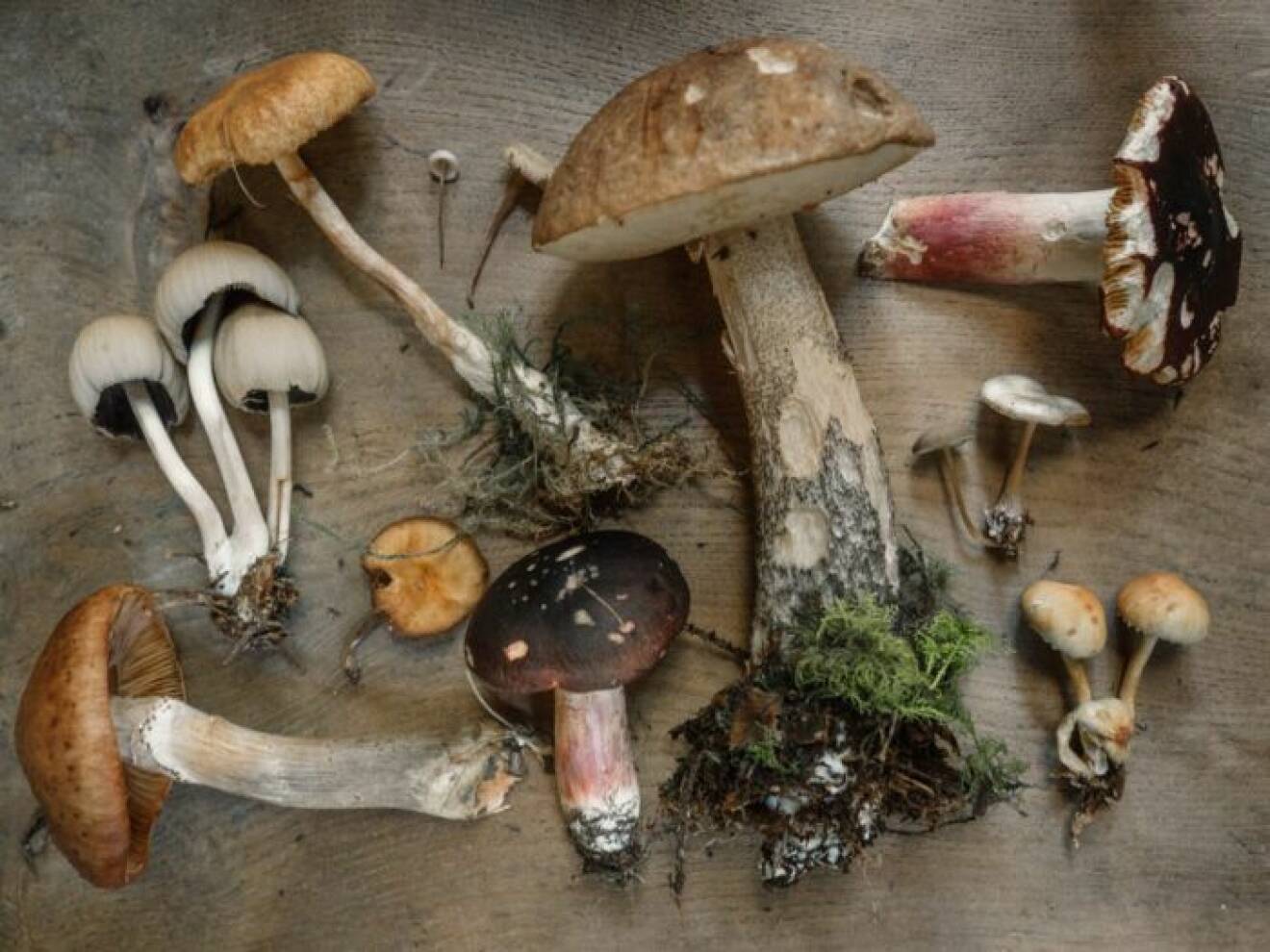 Vilka svampar är giftiga?