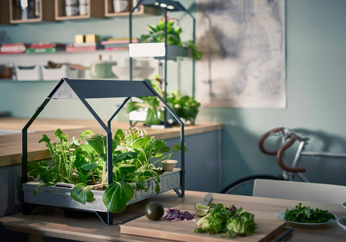 Ikeas Krydda hjälper dig att odla hemma