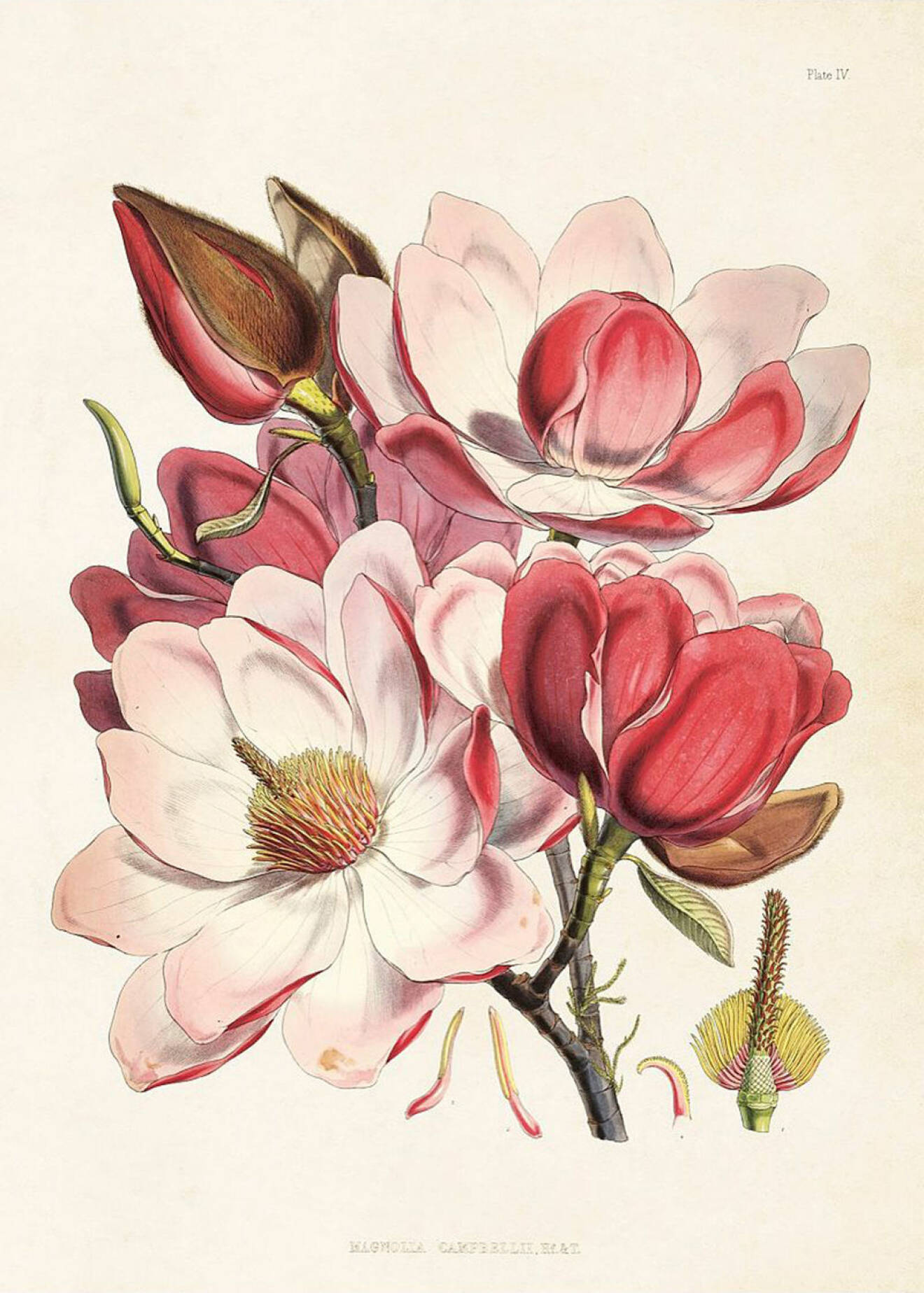 Poster med magnolia från sköna ting