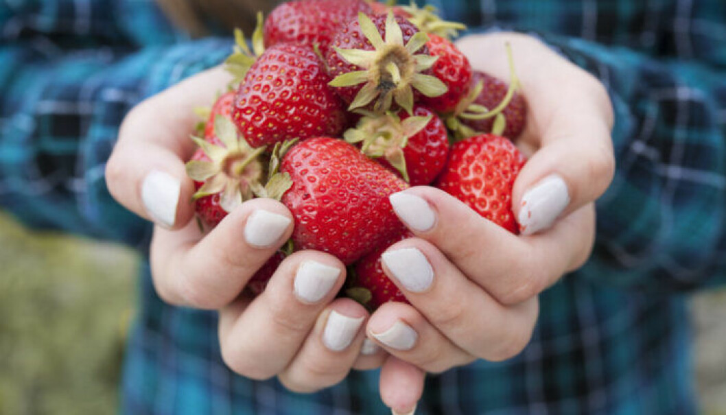 Många av landets odlare är i behov av arbetskraft som kan hjälpa till att plocka och skörda bär och andra grödor. Foto: Shutterstock/TT Jordgubbar i händer.