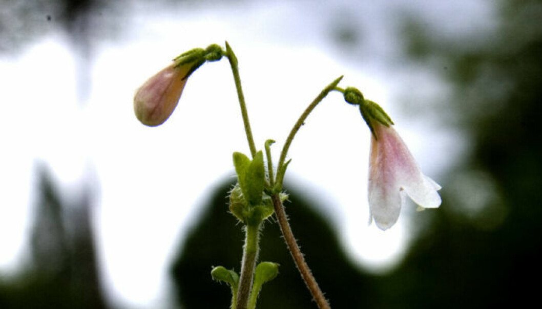 Linnaea borealis i Göteborgs botaniska trädgårdar. Foto: Adam Ihse / TT Linnaea borealis i Göteborgs botaniska trädgårdar. Foto: Adam Ihse / TT