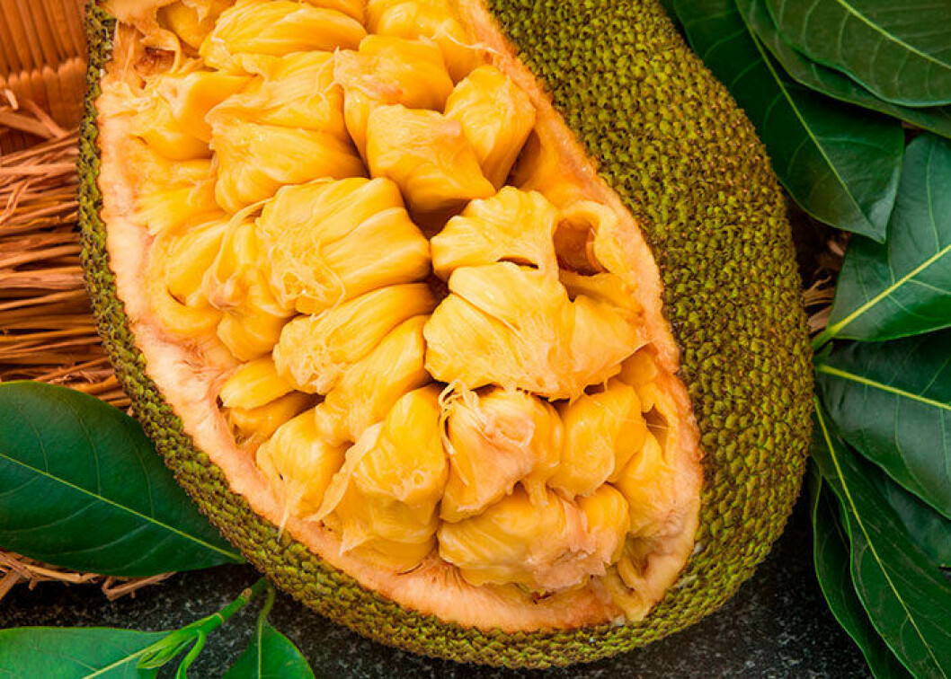 Gul jackfruit