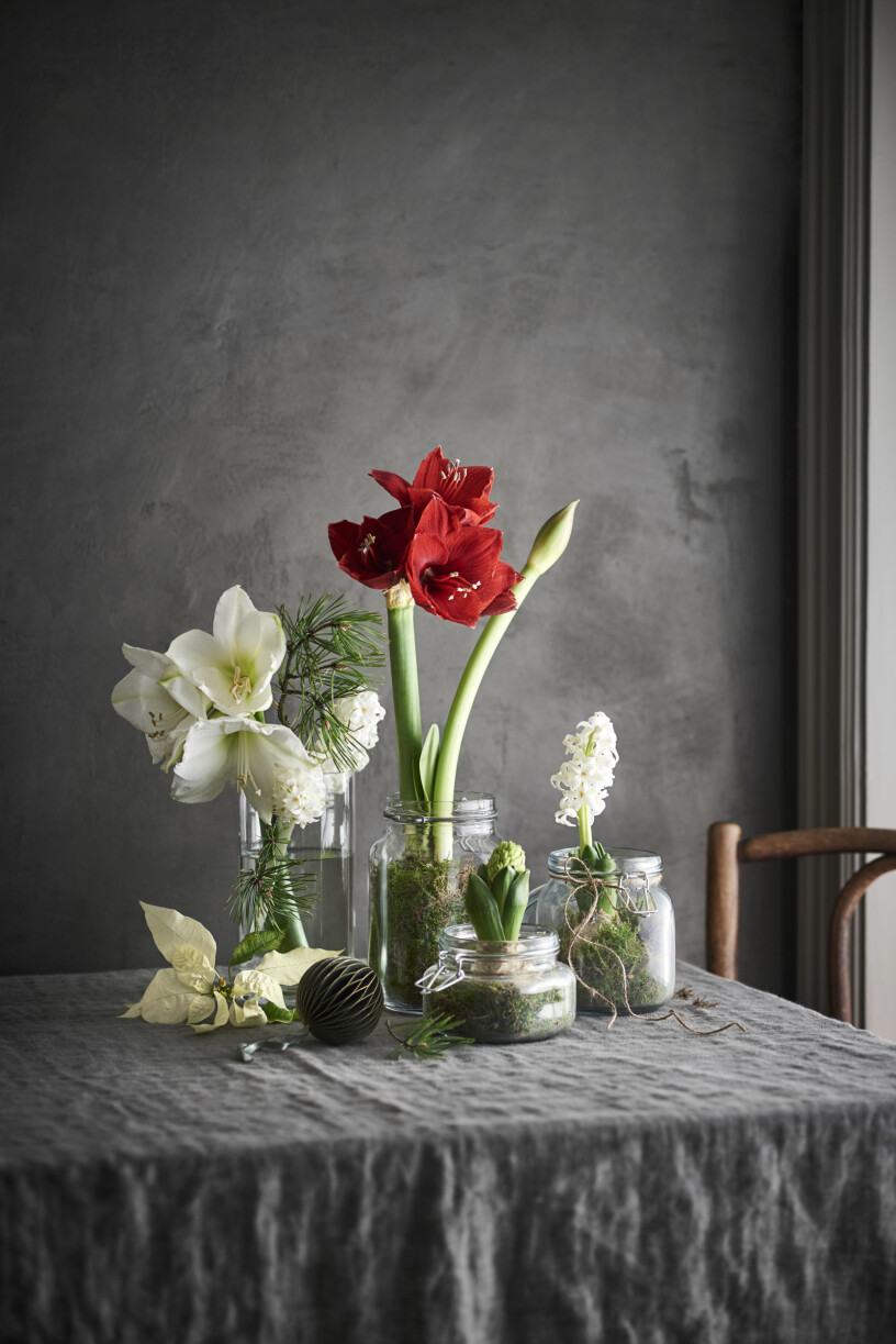 De populäraste blommorna kan användas både som dekoration i granen och i vasen. Foto: Plantagen populäraste julblommorna 2020 enligt plantagen