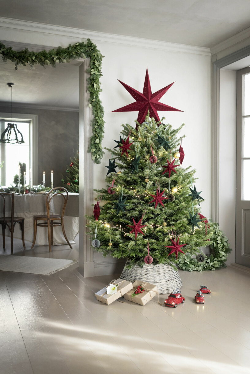 Julgranen är storfavoriten år ut och år in. Foto: Plantagen julgranen är en klassiker som står sig bland julens trendväxter 2020