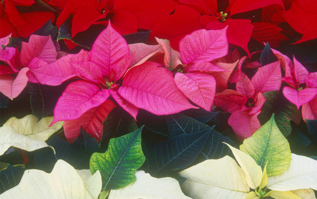 Röd, vit och rosa julstjärna som är välskötta.