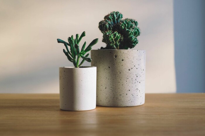 Kaktusar och suckulenter med skulpterade former är trendiga inomhusväxter i år. Foto: Unsplash/Freddie marriage