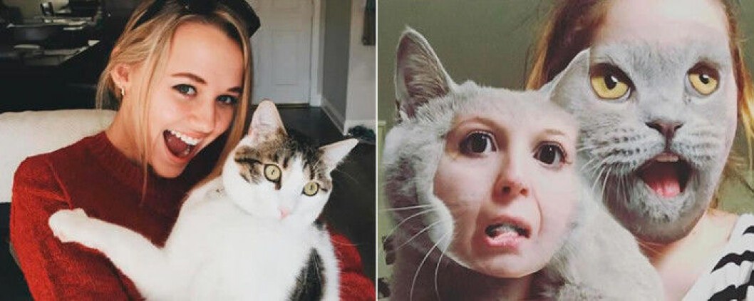 katt-foto
