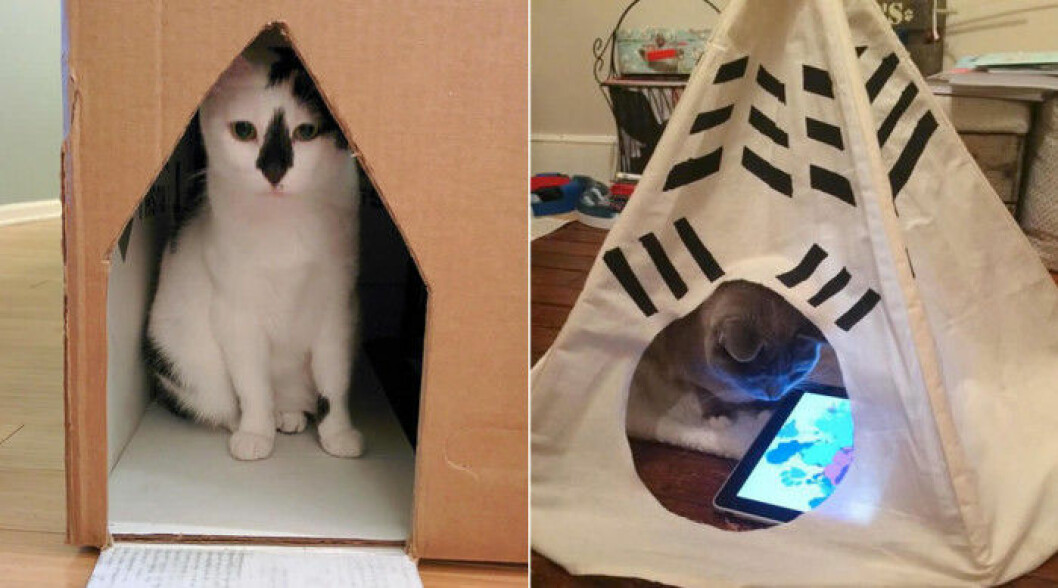 katt-hus