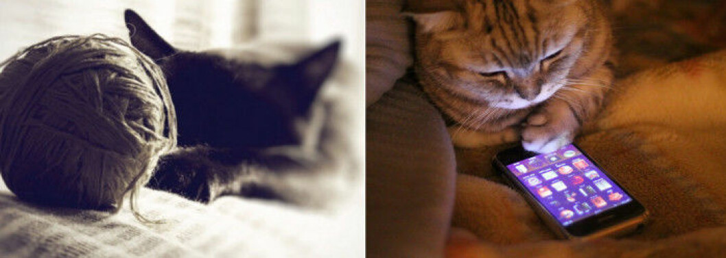 katt-leka