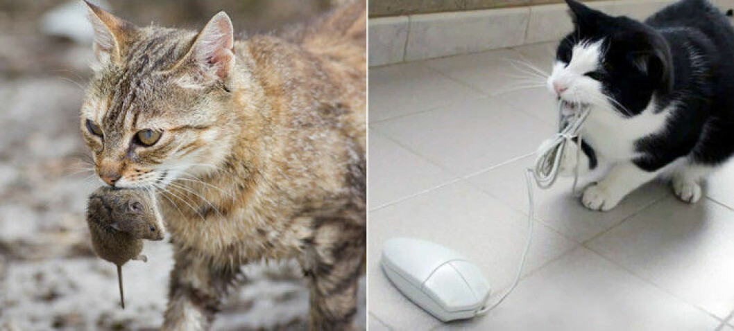 katt-mus