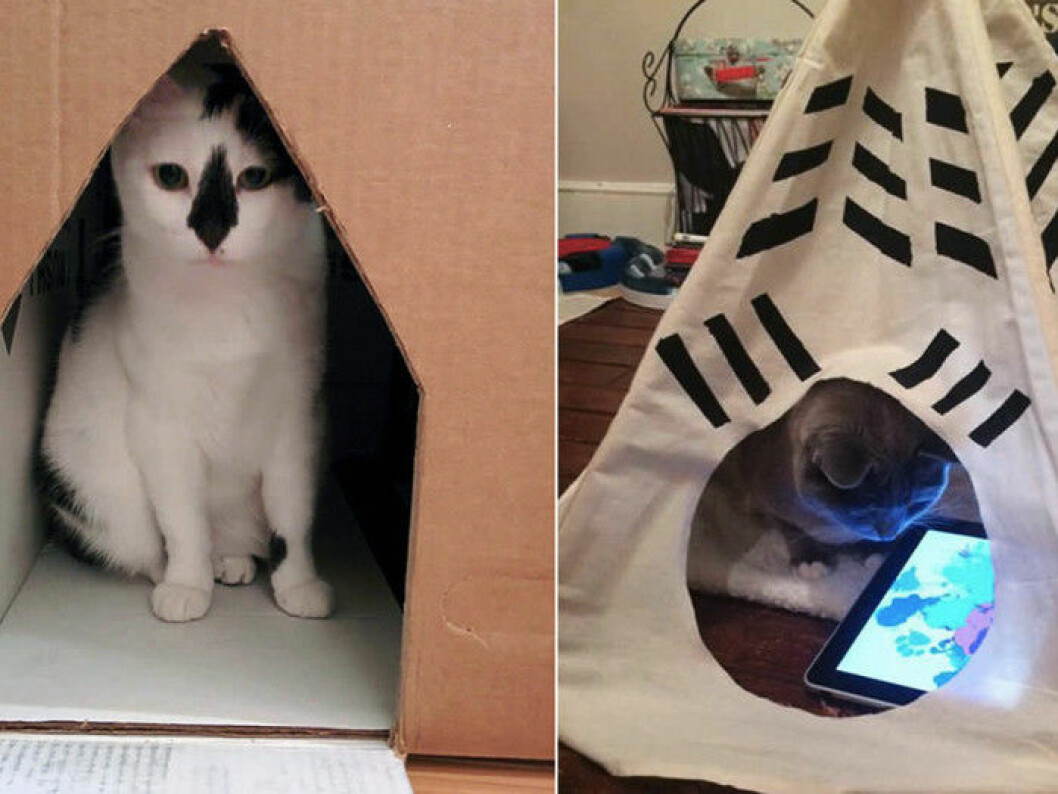 katt-teknik