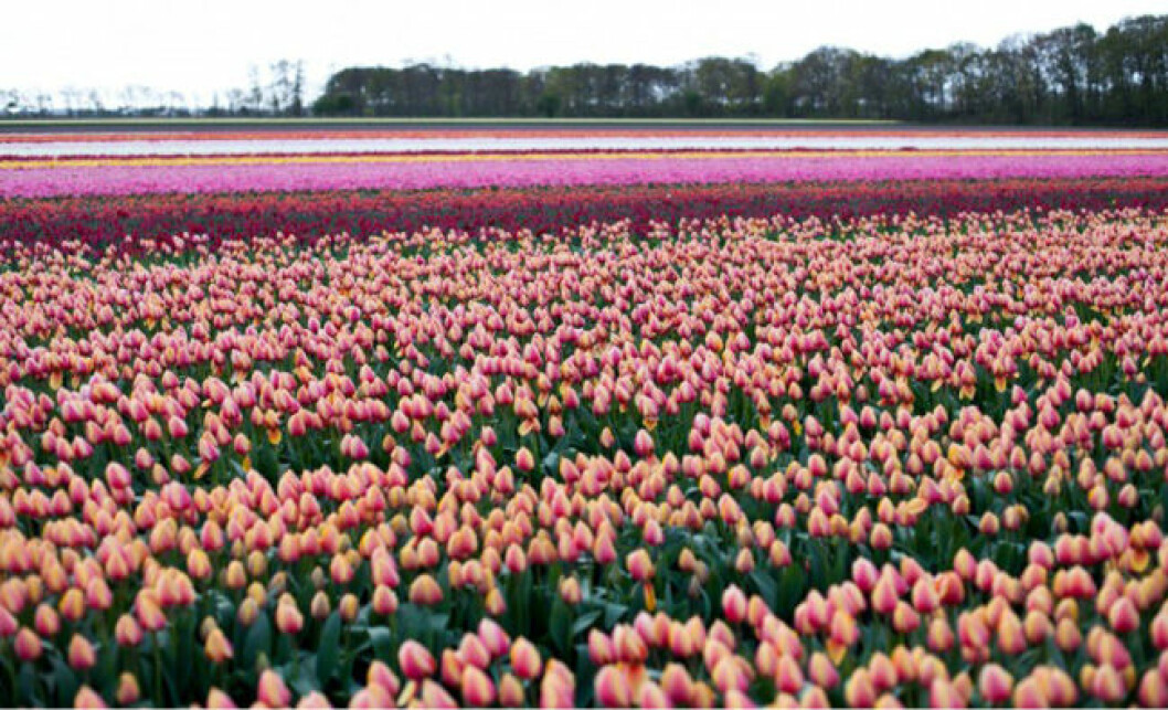 Foto: <a href="https://loui-loui-master.femina.se/keukenhof/" target="_blank">Louise Ljungberg</a> Foto: Louise Ljungberg