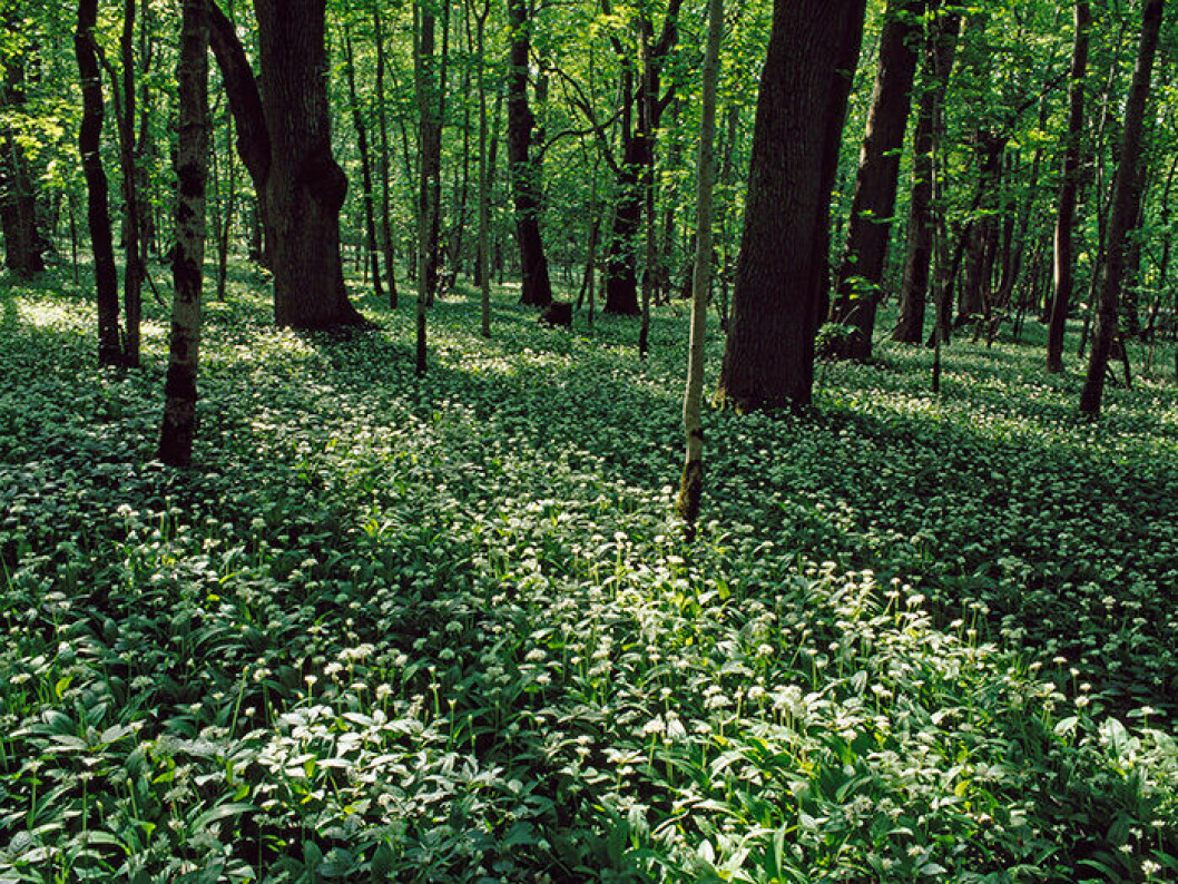 Munkängarna med sin blommande ramslök i Kinnekulle. Foto: Björn Röhsman/N/TT En bild på Munkängarna i Kinnekulle.