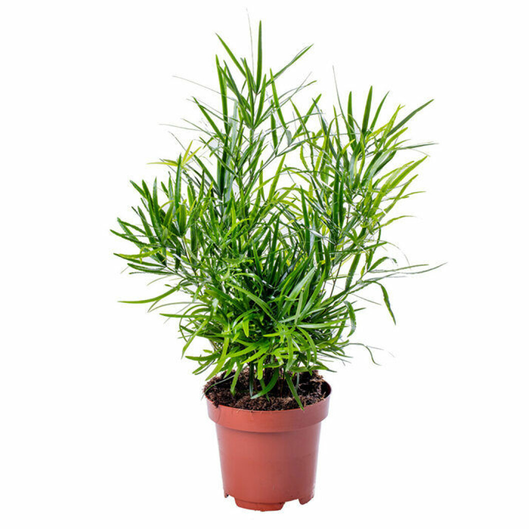 Den gröna klättersparrisen är en trendig och lättskött favorit. Foto: Plantagen Klättersparrisen är en trendig växt 2019