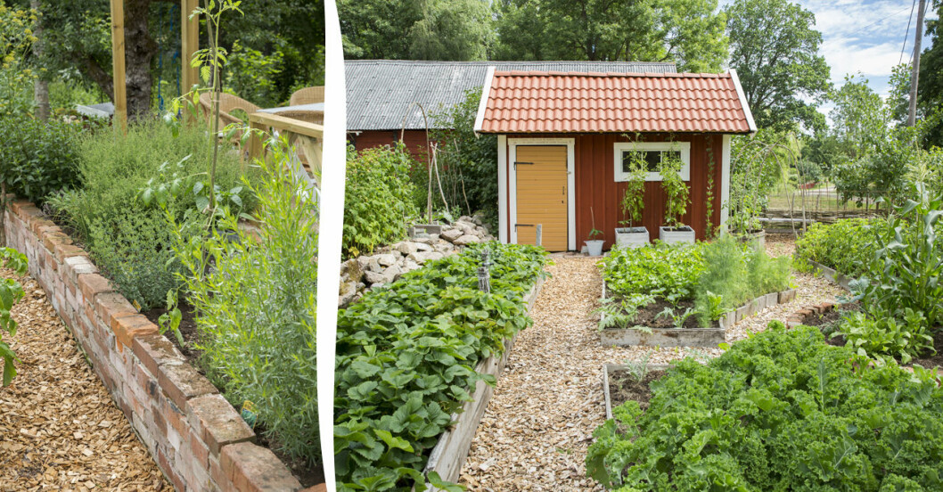 Så skapar du en egen köksträdgård