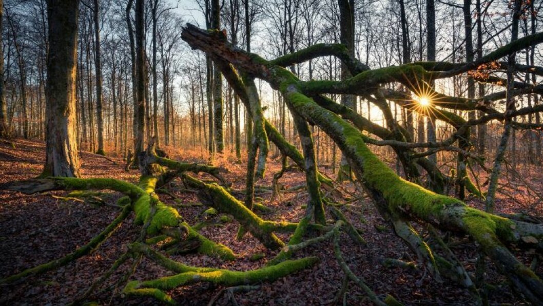 Kvänsås är en av de högst belägna bokskogarna i Sverige. Naturen i Kvänsås