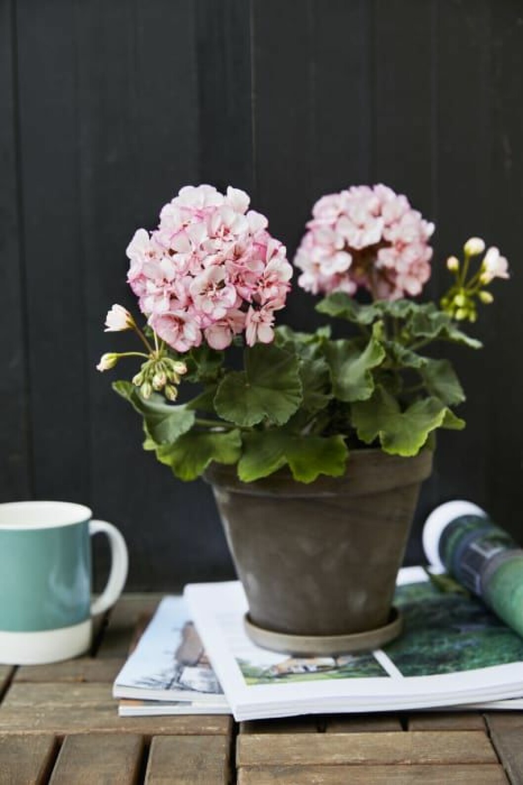 Det är inte förvånande att ”Picotree Pink” vann, se på färgerna! Foto: Lina Arvidsson