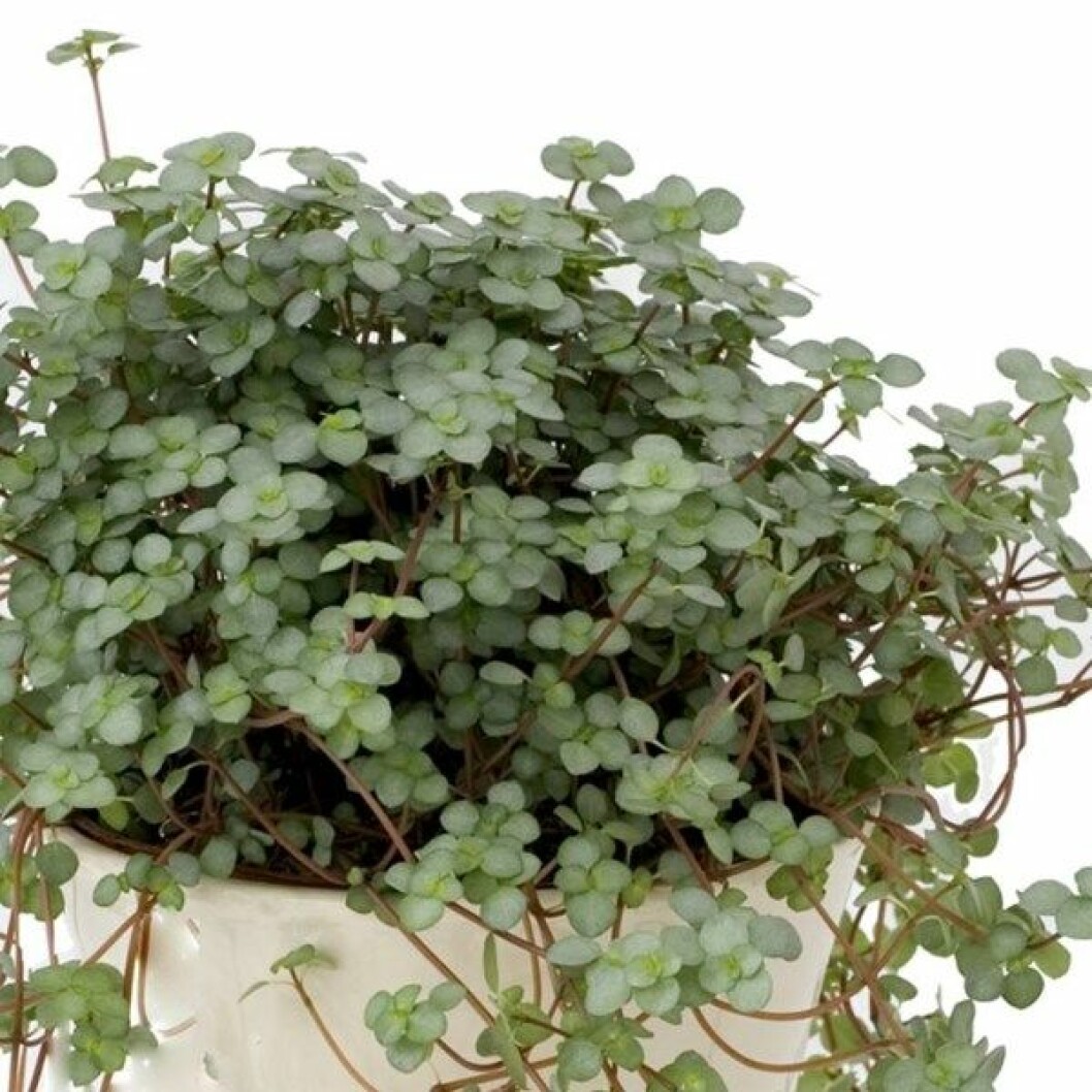 Linspilea, via: blomsterlandet.se Linspilea, via: blomsterlandet.se