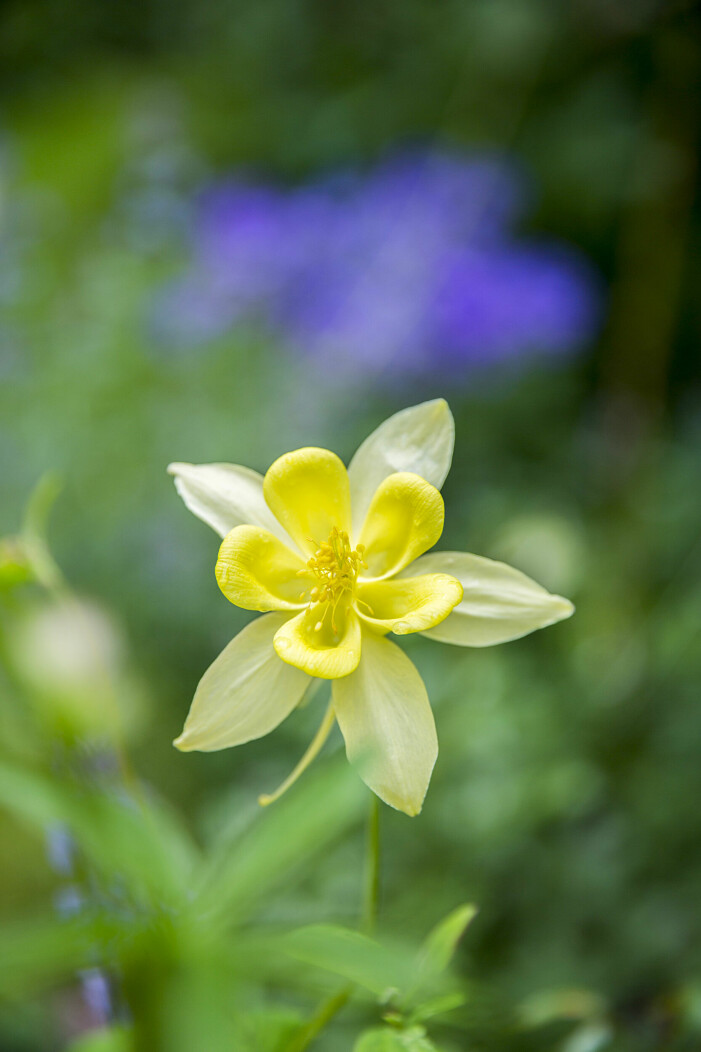 ’McKana Giant’. ’McKana Giant’.