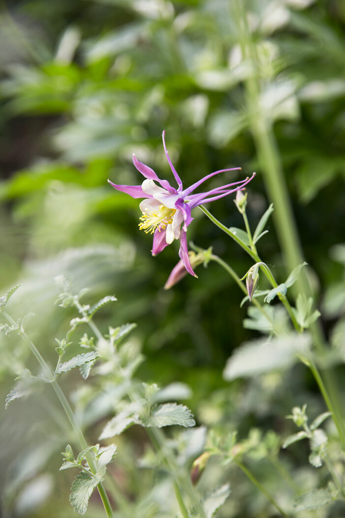 ’McKana Giant’. ’McKana Giant.