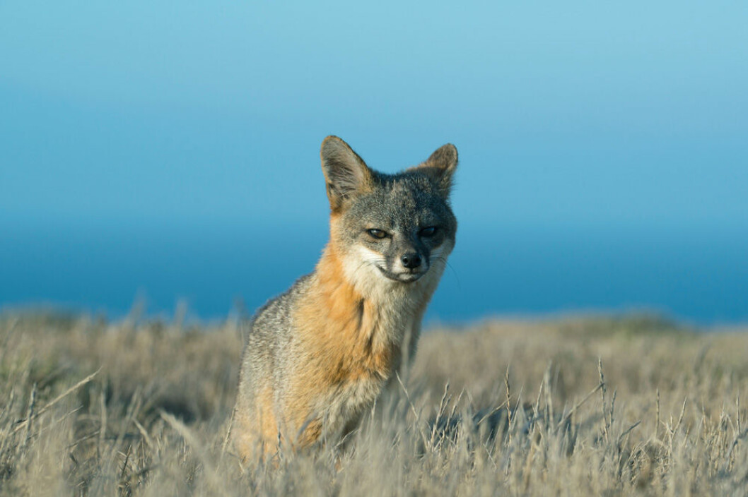 Världens minsta räv, Santa Cruz Island fox, är räddad! Foto: IBL Världens minsta räv, Santa Cruz Island fox.