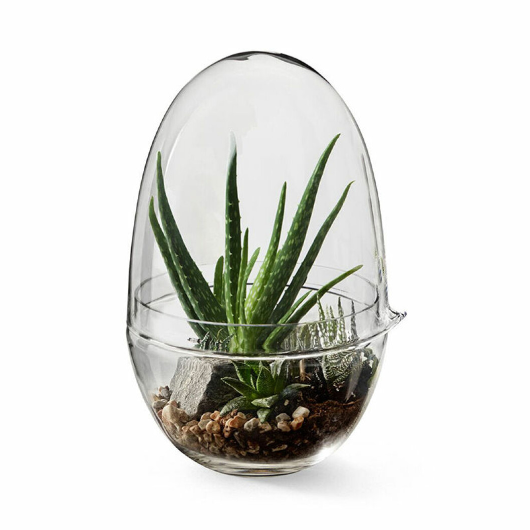 miniväxthus i glas