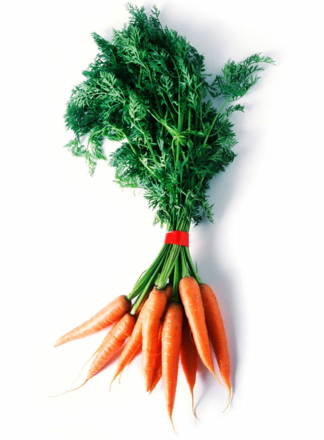 Morot.<br>Moroten är rik på energigivande socker och vitaminerna B, C, D och E och är ett bra tillskott vid kraftlöshet och vitaminbrist. Den är också full av det gulröda färgämnet karoten, som i kroppen omvandlas till A-vitamin – ett viktigt vitamin som förebygger grå starr och ger bättre syn. Bäst är att äta den rå och oskalad så behåller den alla nyttigheter. Morot. Moroten är rik på energigivande socker och vitaminerna B, C, D och E och är ett bra tillskott vid kraftlöshet och vitaminbrist. Den är också full av det gulröda färgämnet karoten, som i kroppen omvandlas till A-vitamin – ett viktigt vitamin som förebygger grå starr och ger bättre syn. Bäst är att äta den rå och oskalad så behåller den alla nyttigheter.