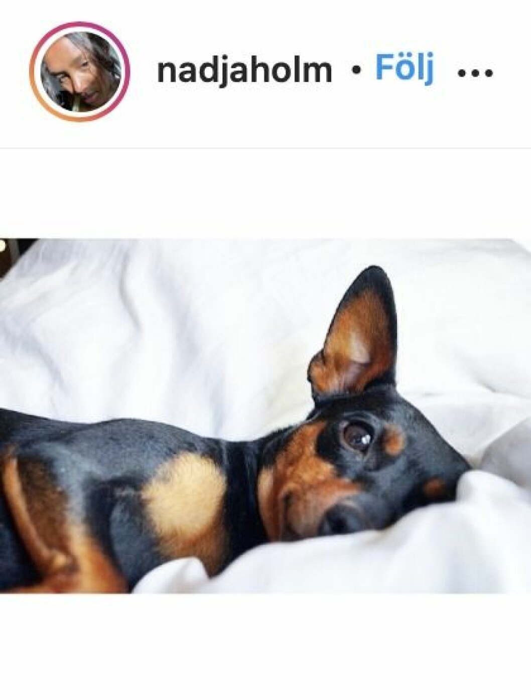 en bild på en hund