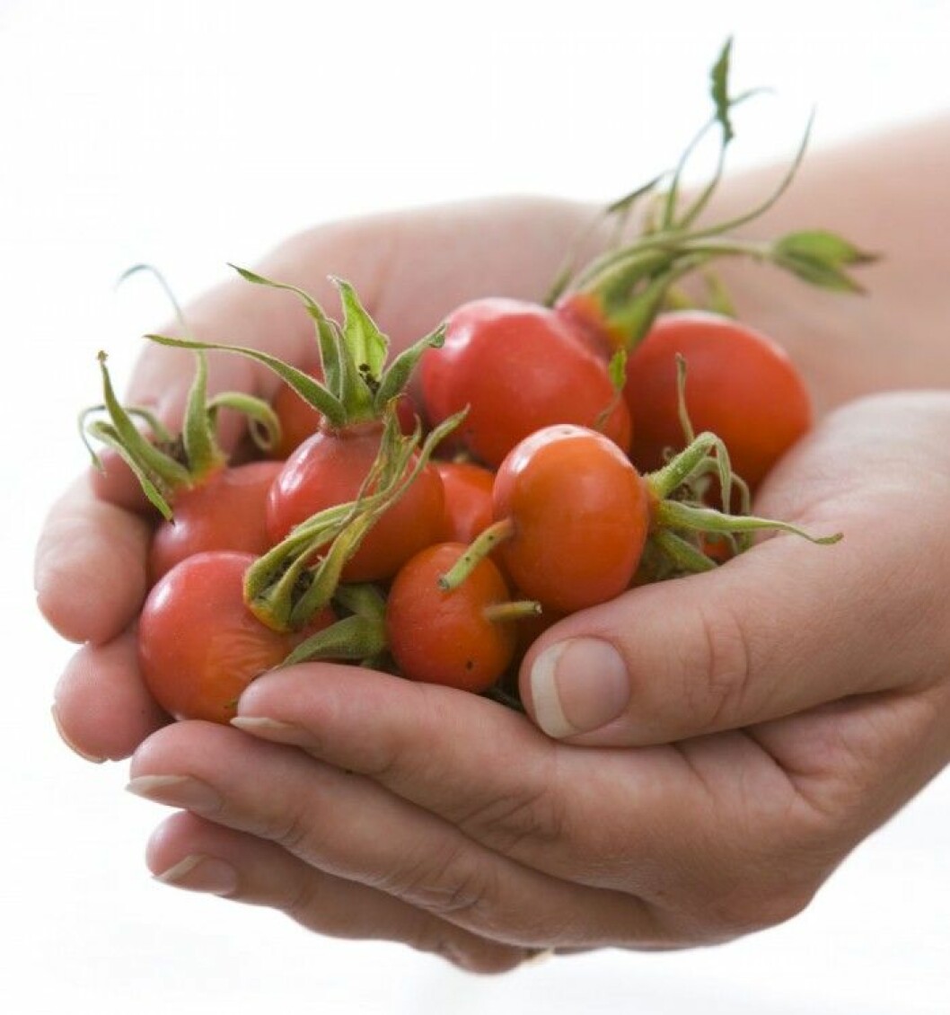 Nypon.<br>Nyponet innehåller mest C-vitamin av alla frukter och bär. 100 gram nypon bär på lika mycket C-vitamin som ett kilo citroner. Nypon ger näring och energi åt kollagenet i hud och bindväv, men stärker också immunförsvaret. Bäret används även mot ledvärk och inflammation, eftersom det innehåller ett nyttigt fettsyreämne som kallas gopo, galactolipid. Nypon. Nyponet innehåller mest C-vitamin av alla frukter och bär. 100 gram nypon bär på lika mycket C-vitamin som ett kilo citroner. Nypon ger näring och energi åt kollagenet i hud och bindväv, men stärker också immunförsvaret. Bäret används även mot ledvärk och inflammation, eftersom det innehåller ett nyttigt fettsyreämne som kallas gopo, galactolipid.