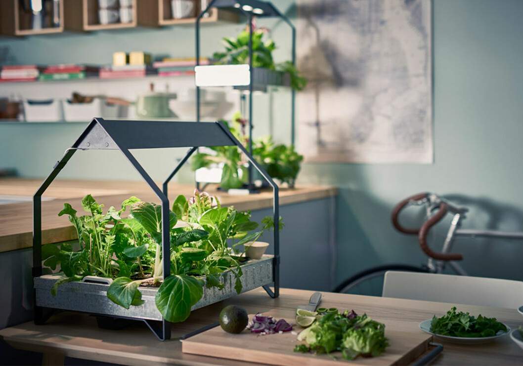 Odla hemma på ett enkelt sätt! Foto: Ikea Ikeas Krydda hjälper dig att odla hemma