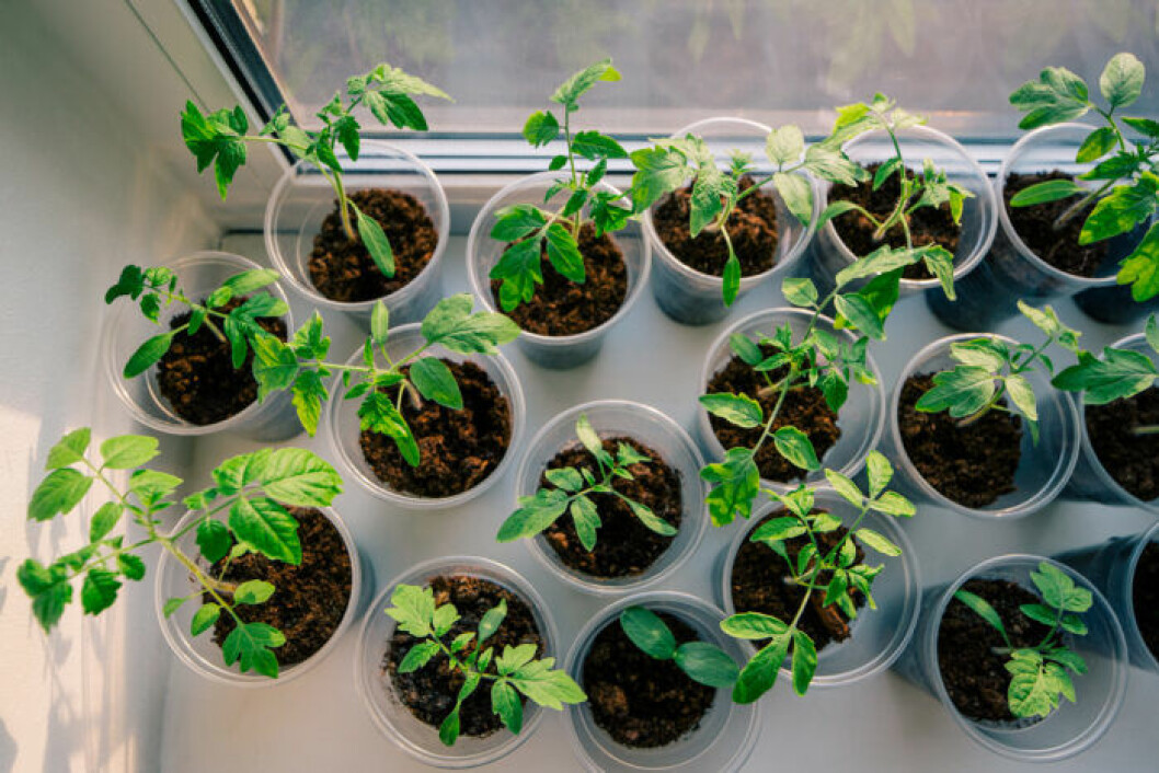 tomatplantor