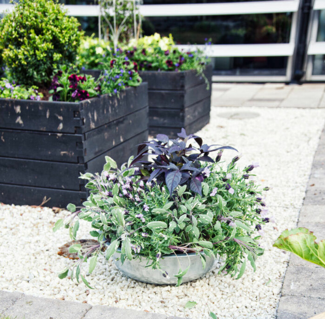 Pallkragar är hetare än någonsin. Bildkälla: Blomsterlandet. pallkragar