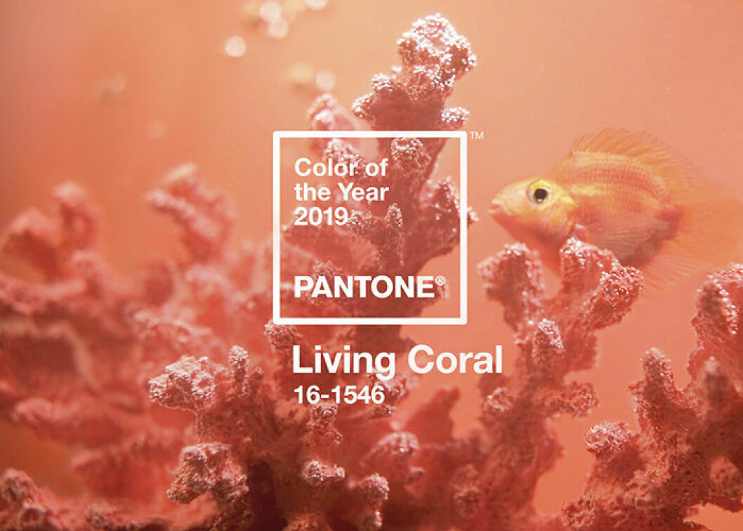 Foto: Pantone Living Coral är årets färg av Pantone 2019