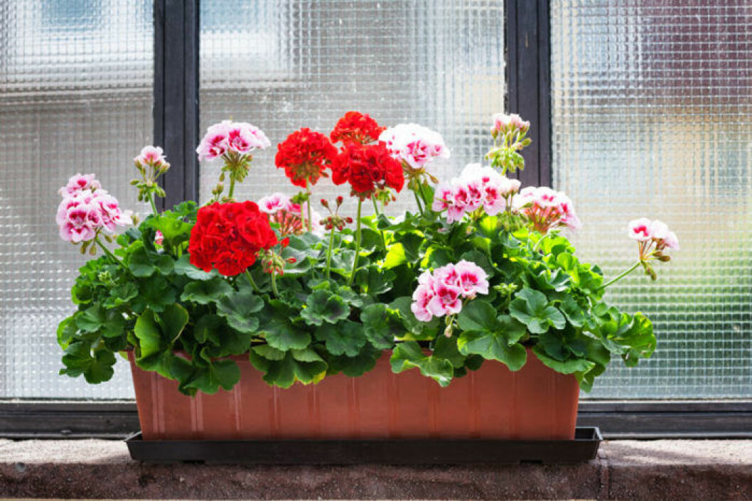Pelargoner trivs bra i uterum, så länge det inte längre är frost ute. Bild: Shutterstock/IBLträd
