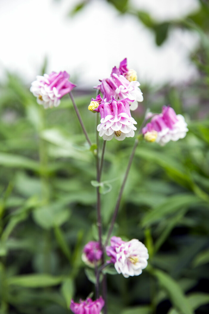 ’Pink Petticoat’. ’Pink Petticoat’.